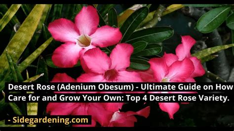 Desert Rose Adenium Ultimate Guide On How To Care For And Grow