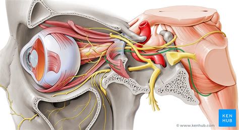 ocular motor cranial nerves functions kenhub