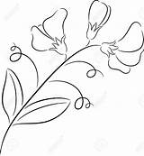 Pea Sweet Flower Drawing Draw Drawings Flowers Line Vector Easy Bouquet Thêu Cổ Ren iển Getdrawings Visit Paintingvalley Illustration Choose sketch template