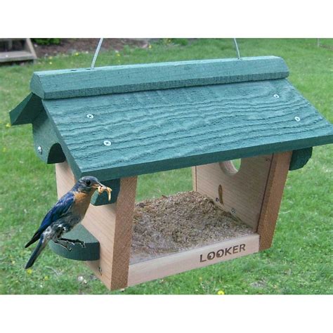 bluebird  chickadee bird feeder yard envy