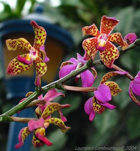 fiche de culture des orchidées vanda