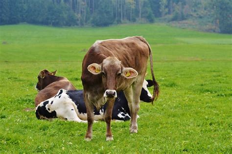 wisconsin state domestic animal dairy  animals wisconsin dairy cows