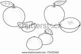 Fruits Coloring Winter Oranges Apples Tangerines Illustration Shutterstock Search sketch template