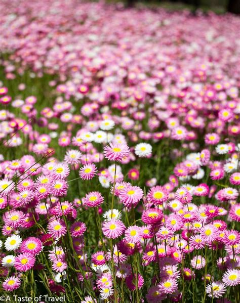 41 Best Images About Australian Wildflowers On Pinterest