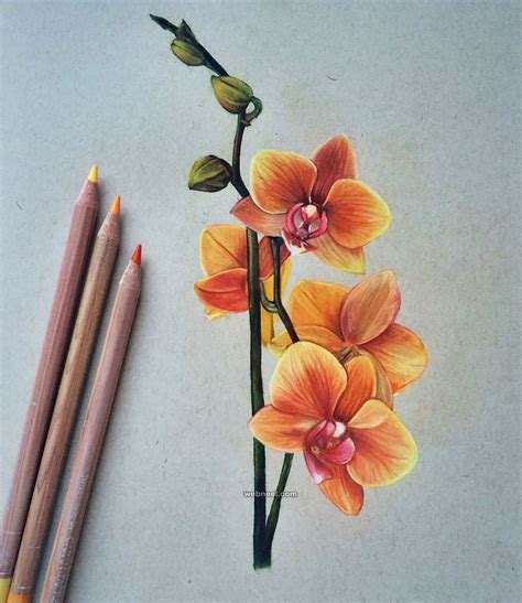flower color pencil drawing  jennifer de boer image