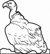 Vulture Coloring Pages Buzzard Printable Turkey Getcolorings Print Color Getdrawings sketch template