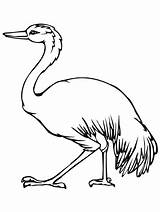 Emu Australian Coloring Template Animal Printable Pages Templates Getcolorings Print sketch template