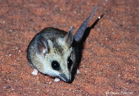 fat tailed dunnart