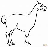 Llama Coloring Pages Dam Outline Animal Printable Mammals Animals Clipart sketch template