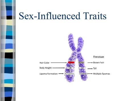 sex influenced traits