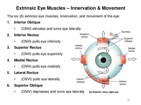 which cranial nerves control eye movement