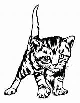Coloring Kitten Pages Cat Tabby Baby Print Printable Cute Drawing Real Cats Kittens Realistic Color Getcolorings Getdrawings Pdf Colorings Clipartmag sketch template