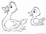 Coloring Pages Duck Cute Loon Ducks Oregon Common Printable Getcolorings Color Print sketch template