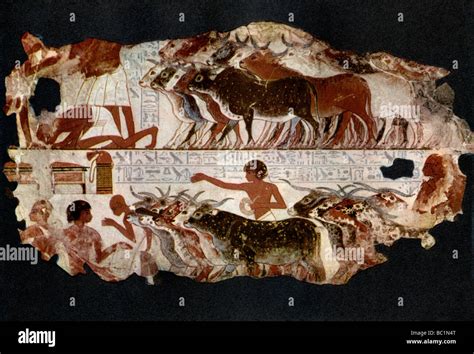 dynasty egypt cattle  res stock photography  images alamy