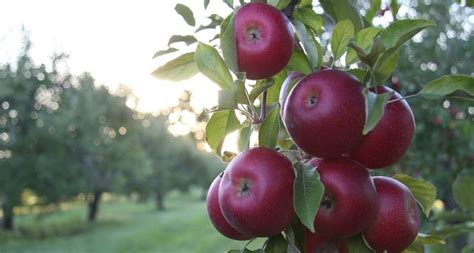 rueyada kirmizi elma toplamak rueya meali