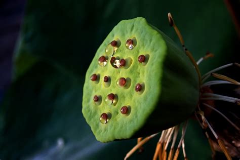 The Lotus Seed Pod By Supergold