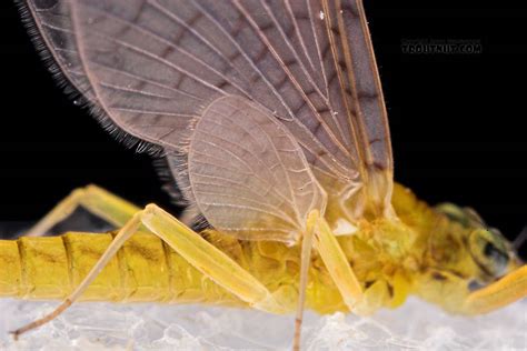 female leucrocuta hebe little yellow quill mayfly dun