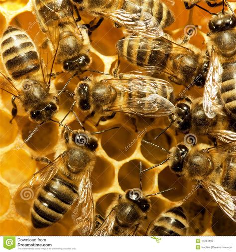 bijenkorf google zoeken bijen bijenkorf afbeeldingen