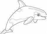 Sperm Whale Coloring Getcolorings Color Printable sketch template