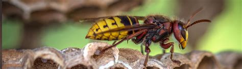 Wasps Combat Pest Solutions