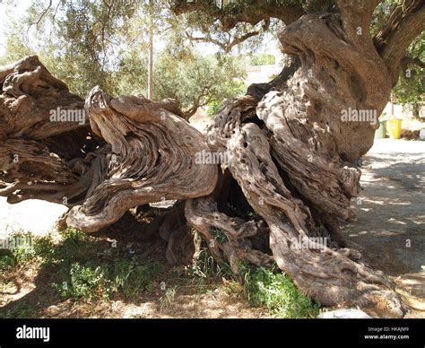 allegedly  kalamaki village  zakynthos island greece   oldest olive tree   world