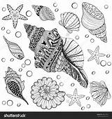 Zentangle Seashells Zentangles Seashell sketch template