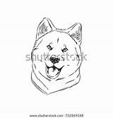 Akita Coloring Illustration Dog Adult Shutterstock Stock Preview sketch template
