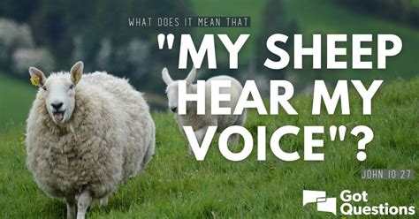 sheep hear  voice john  gotquestionsorg