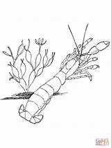 Shrimp Coloring Pages Krill Printable Template Online Supercoloring Color Categories sketch template