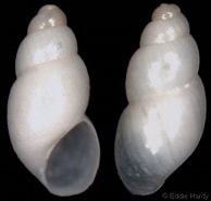 Afbeeldingsresultaten voor "hyala Vitrea". Grootte: 194 x 185. Bron: www.gastropods.com