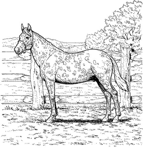 fun horse coloring pages   kids printable