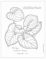 Anthurium sketch template