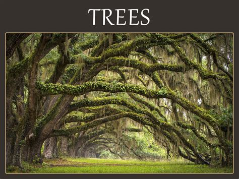 tree symbolism meanings dogwood oak sequoia cherry poplar