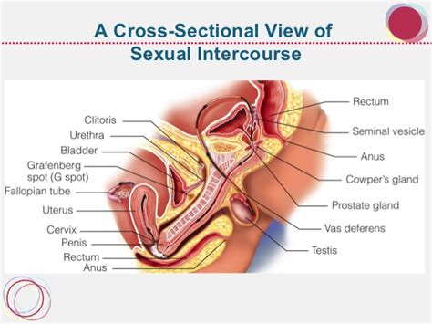 anal sex cross section anal xxx videos