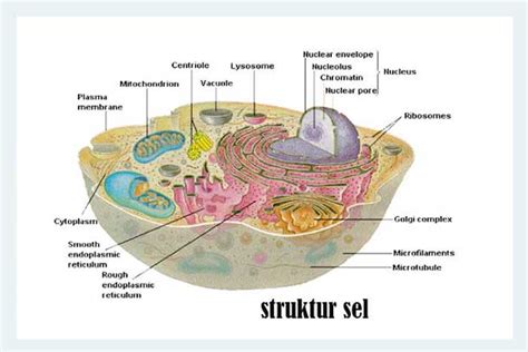 struktur sel  tubuh manusia lentera sehat