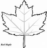 Leaves Trace Coloring Leaf Maple Color Clipart Fall Drawing Pages Pattern Red Oak Printout Use These Clipartpanda Clip Clipartbest Websites sketch template