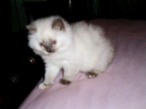 Ragdoll Kittens For Sale Adoption From Cherry Hill New