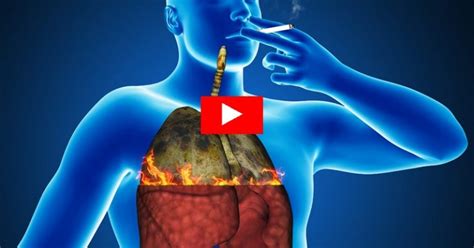 difference between smoker s and non smoker s lungs watch