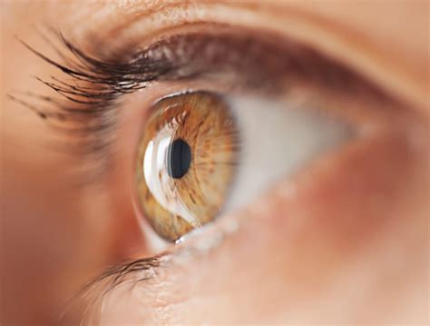 anatomy   eye eye structure  nvision eye centers