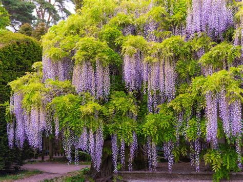 growing wisteria  zone  types  wisteria  cold climates