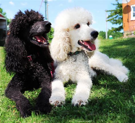 double  standard poodles worlds smartest dogs history  poodles