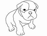 Coloriage Chiot Dessin Jecolorie Bull Puppy Bulldogs Dogs sketch template
