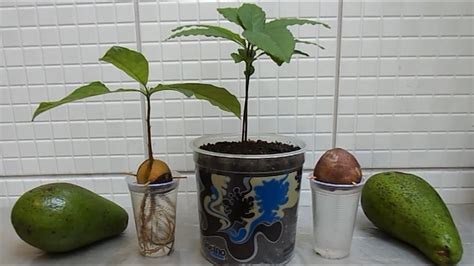 How To Grow Avocado Tree From Seed Youtube