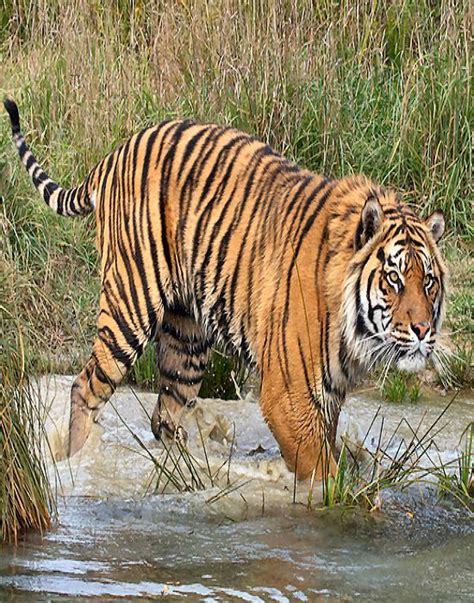 javan tiger ideas  pinterest extinct extinct animals