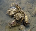Afbeeldingsresultaten voor Japanse oester Anatomie. Grootte: 123 x 104. Bron: www.waddenacademie.nl