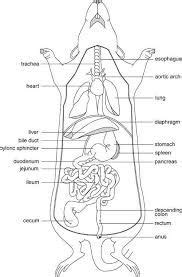 image result  mink anatomy biology lessons anatomy anatomy  physiology