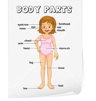 image result   body diagram  toddlers preschool body
