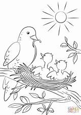Coloring Pages Bird Feeding Mother Chicks Color Babies Drawing Print Nature sketch template