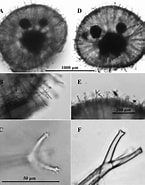 Afbeeldingsresultaten voor "aulographis Bicurvata". Grootte: 145 x 185. Bron: www.researchgate.net