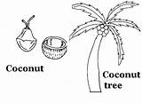 Printable Coconut Coloring Kids Pages Pdf Open Print  sketch template